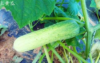 菜瓜哥带你吃瓜搞笑视频,搞笑视频盘点