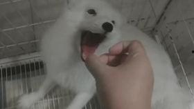 狐狸吃瓜视频在线观看,笑料横生，在线观看欢乐无限