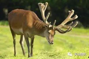 唐马鹿吃瓜反应视频,笑料百出！