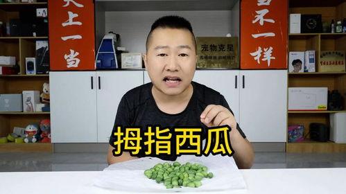 吃瓜给五块钱的网红视频,网红视频背后的惊人真相