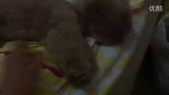 姐弟最新吃瓜视频,揭秘幕后真相，带你走进娱乐圈风云